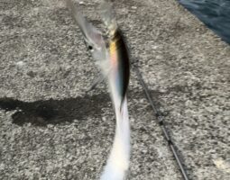 釣果報告 白杉漁港編 釣果報告 白杉漁港編