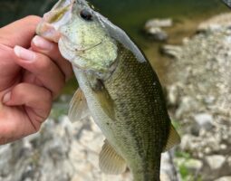 釣果報告 バス釣り 釣果報告 バス釣り