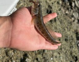 淀川 ハゼ釣り 釣果報告 淀川 ハゼ釣り 釣果報告