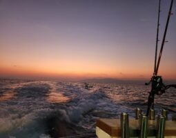 釣果報告　カットウフグ釣り編　（豊中店）