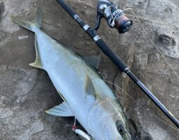 釣果報告　対馬遠征（ヒラマサ編）　豊中店