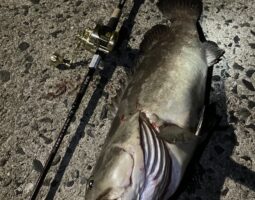 釣果報告　対馬遠征（クエ編）　豊中店