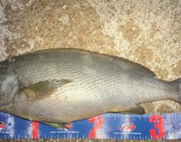 釣果報告　対馬編