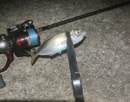 釣果報告　神戸アジング編