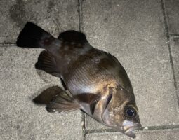 釣果報告　（豊中店）