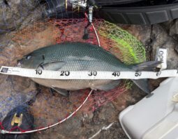 道楽箱高知店　磯釣り情報