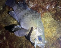 越前海岸メバル釣行　豊中店