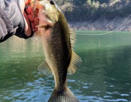 釣果報告　バス釣り　池原ダム