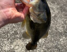 釣果報告　バス釣り