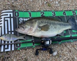 釣果報告　バス釣り　淡路島