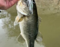 釣果報告　津風呂湖