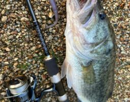 釣果報告　淡路島