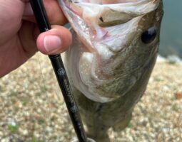 釣果報告　淡路島