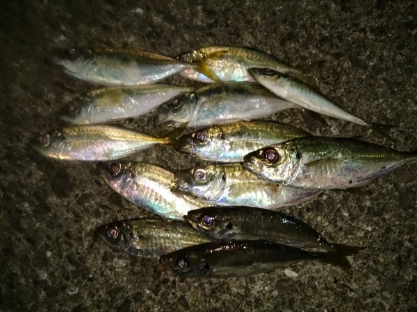 アジングの