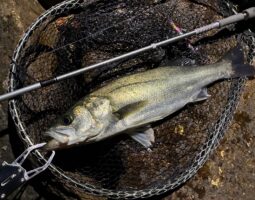 釣果報告　バチ抜け