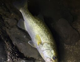 釣果報告　豊中店
