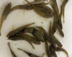 釣果報告　淀川ハゼ