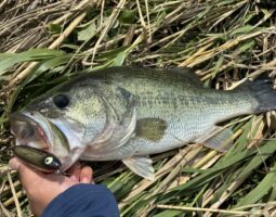 釣果報告　バス釣り　淀川