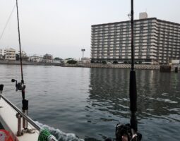 釣果報告　明石タコ釣り編　（豊中店）