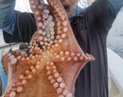 淡路島 タコ釣り 釣果報告 (三田店) 淡路島 タコ釣り 釣果報告 (三田店)