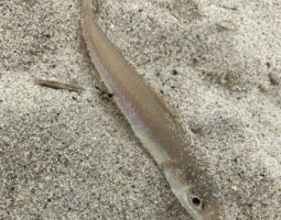 釣果報告 京都キス釣り編 釣果報告 京都キス釣り編