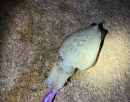 釣果報告　豊中店