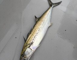 釣果報告　豊中店
