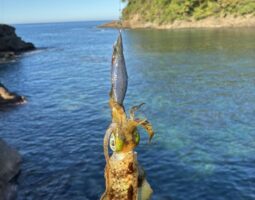 釣果報告　福井県エギング