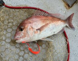 釣果報告　明石鯛ラバ　（豊中店）