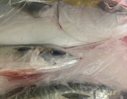 釣果報告　明石ジギング